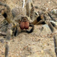 Illustration for article titled Deadly spider venom could be the cure for human impotence